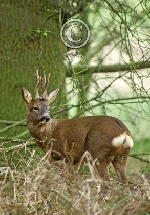 Roe Deer Buck DM0687